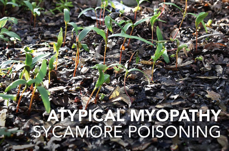 Atypical Myopathy: Sycamore Poisoning